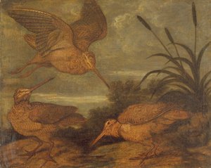 夕暮れのウッドコック、1676年頃